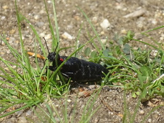 Physomeloe corallifer