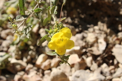 Aureolaria grandiflora
