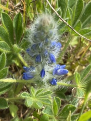 Lupinus micranthus
