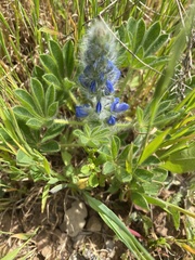 Lupinus micranthus