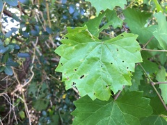 Vitis rotundifolia