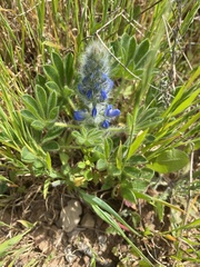 Lupinus micranthus