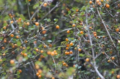 Neomyrtus pedunculata