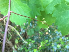 Vitis rotundifolia