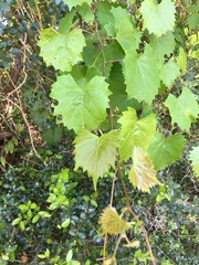 Vitis rotundifolia
