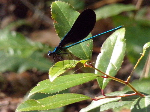 Calopterygidae image