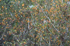 Neomyrtus pedunculata