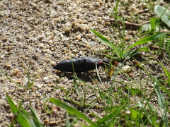 Physomeloe corallifer