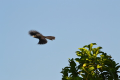 Crotophaga sulcirostris