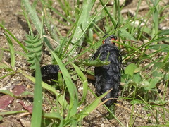 Physomeloe corallifer