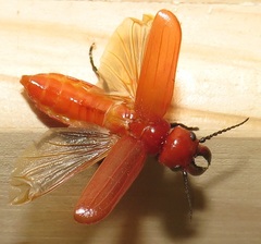 Synhoria testacea