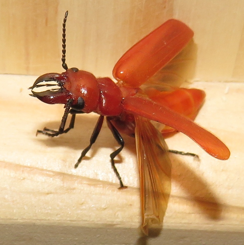 Synhoria