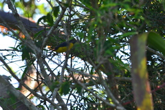 Euphonia affinis