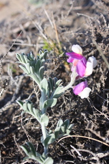 Lathyrus littoralis