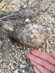 Escobaria alversonii