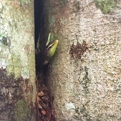 Dasia olivacea