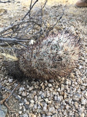 Escobaria alversonii