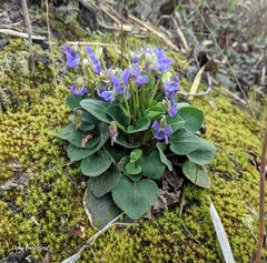 Viola villosa