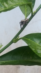 Megafreya sutrix