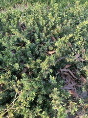 Juniperus rigida conferta
