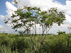 Centrolobium tomentosum