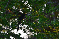 Crotophaga sulcirostris