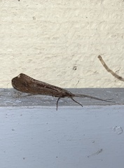 Glyphopsyche irrorata