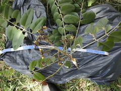 Centrolobium tomentosum