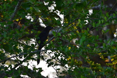 Crotophaga sulcirostris