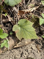 Tiarella stolonifera