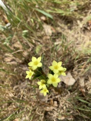 Centaurium maritimum
