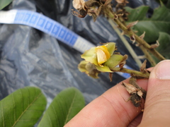 Centrolobium tomentosum