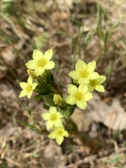 Centaurium maritimum