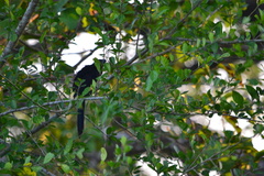 Crotophaga sulcirostris