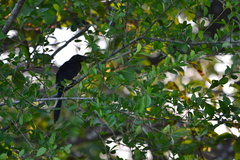 Crotophaga sulcirostris