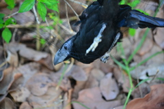 Crotophaga sulcirostris
