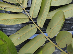 Centrolobium tomentosum