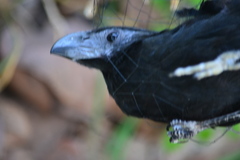 Crotophaga sulcirostris