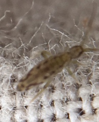 Entomobrya intermedia