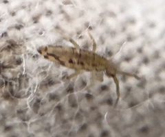 Entomobrya intermedia