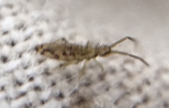 Entomobrya intermedia