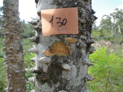 Zanthoxylum monogynum