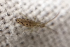 Entomobrya intermedia