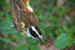 Pitangus sulphuratus