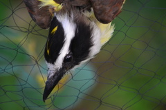 Pitangus sulphuratus