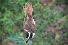 Pitangus sulphuratus