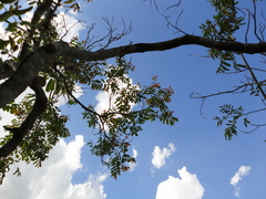 Zanthoxylum monogynum