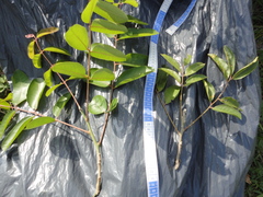 Zanthoxylum monogynum