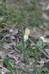 Narcissus triandrus pallidulus