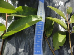 Zanthoxylum monogynum